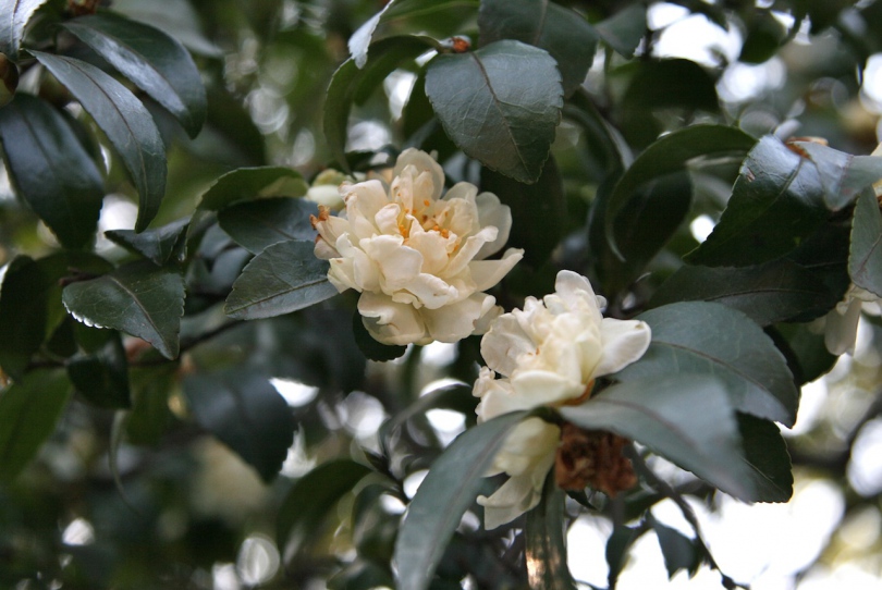 Image of Camellia sasanqua specimen.