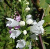 Physostegia virginiana