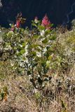 Oreocallis grandiflora. Цветущее растение. Перу, археологический комплекс Мачу-Пикчу, трейл к г. Мачу-Пикчу, 2600 м н.у.м. 23.07.2008.