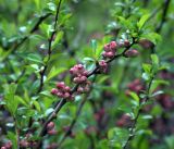 Chaenomeles japonica