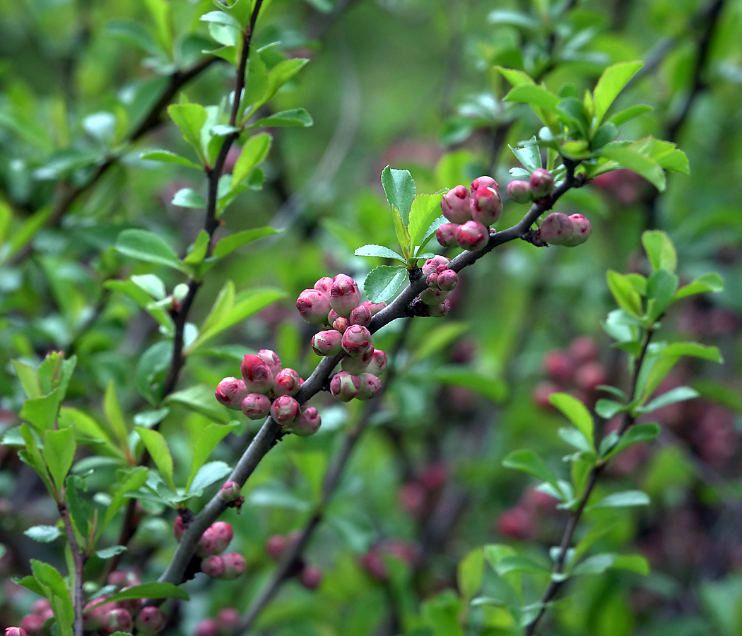 Image of Chaenomeles japonica specimen.