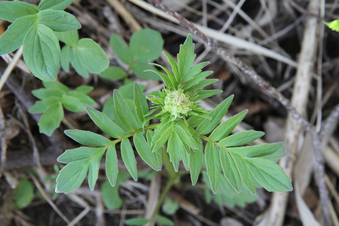 Image of genus Valeriana specimen.