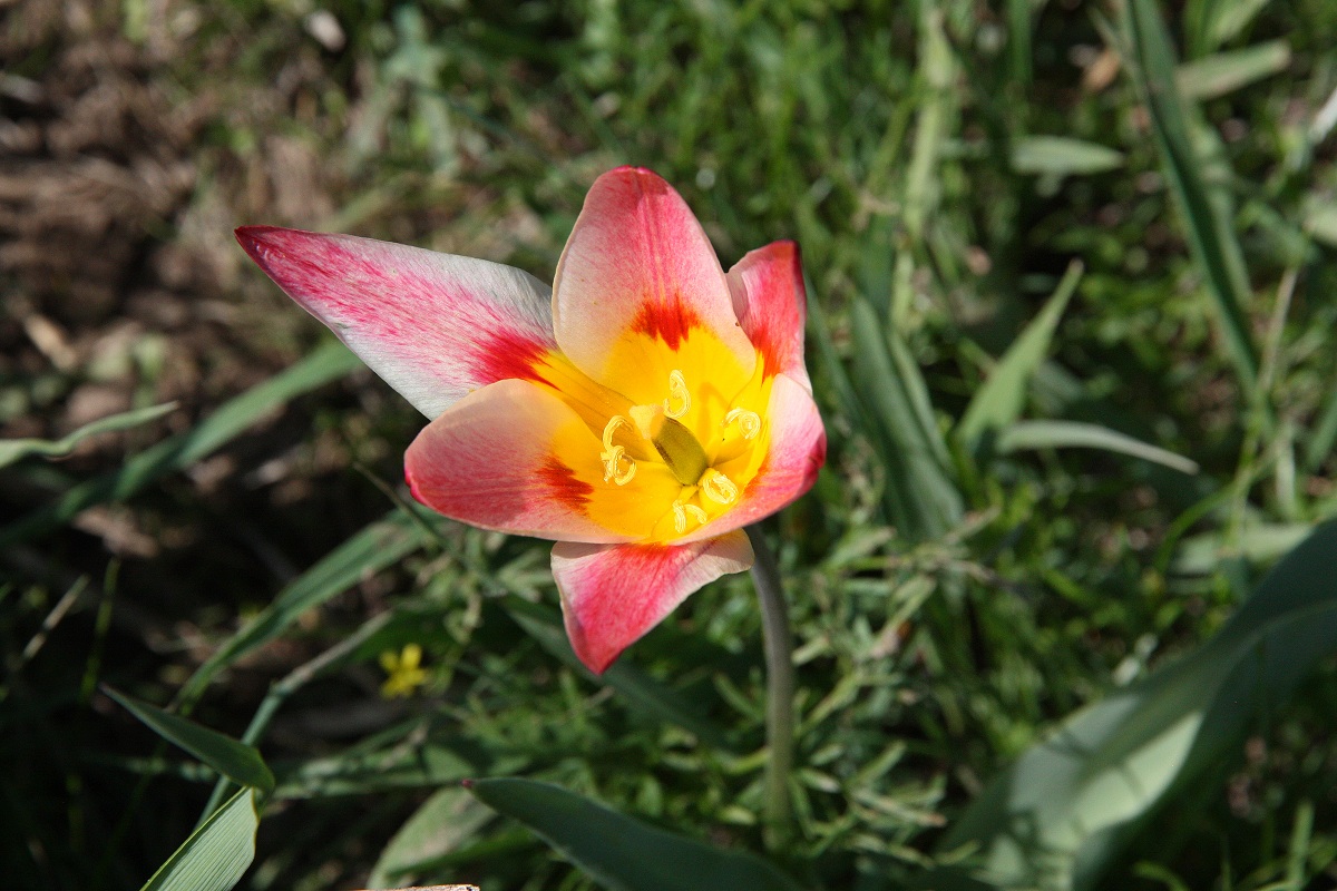 Image of Tulipa berkariensis specimen.