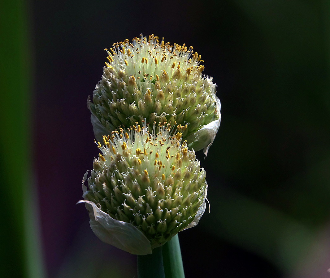 Image of genus Allium specimen.