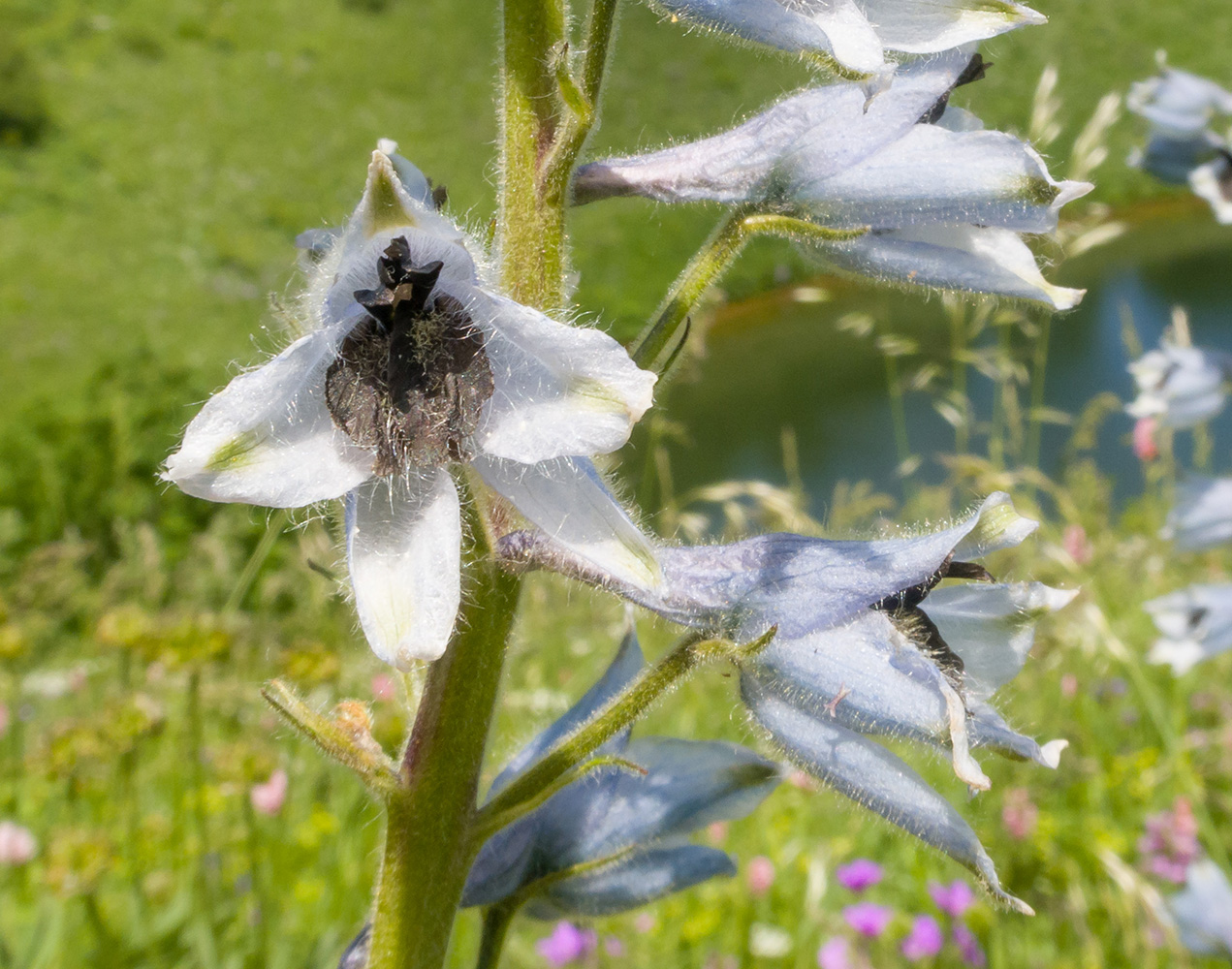 Изображение особи Delphinium dasycarpum.