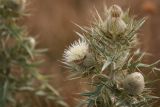 Cirsium turkestanicum