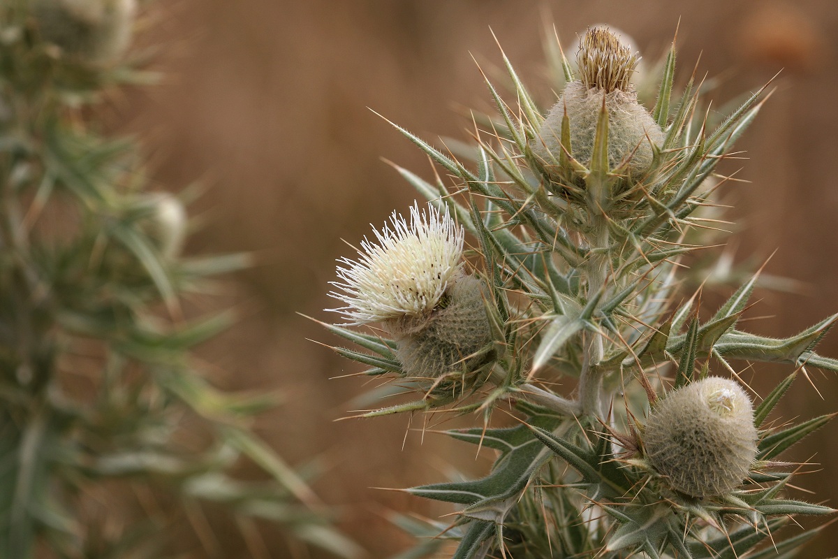 Image of Cirsium turkestanicum specimen.