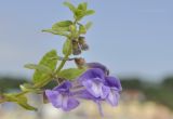 Scutellaria strigillosa