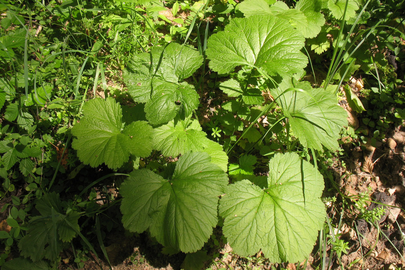 Image of Geum macrophyllum specimen.