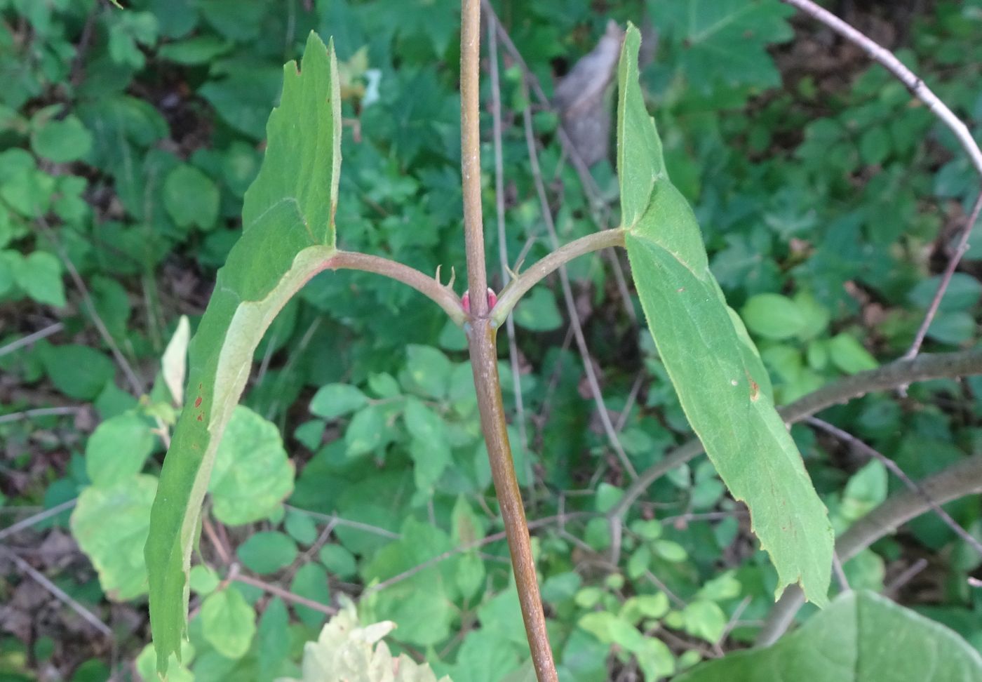 Изображение особи Viburnum acerifolium.