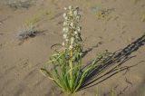 Eremurus anisopterus. Плодоносящее растение. Казахстан, Алматинская обл., нац. парк \"Алтын-Эмель\", подножие Поющего бархана, слабозакреплённые пески. 3 июня 2017 г.