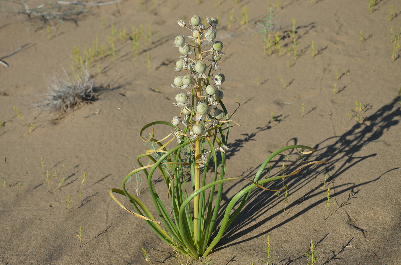 Изображение особи Eremurus anisopterus.