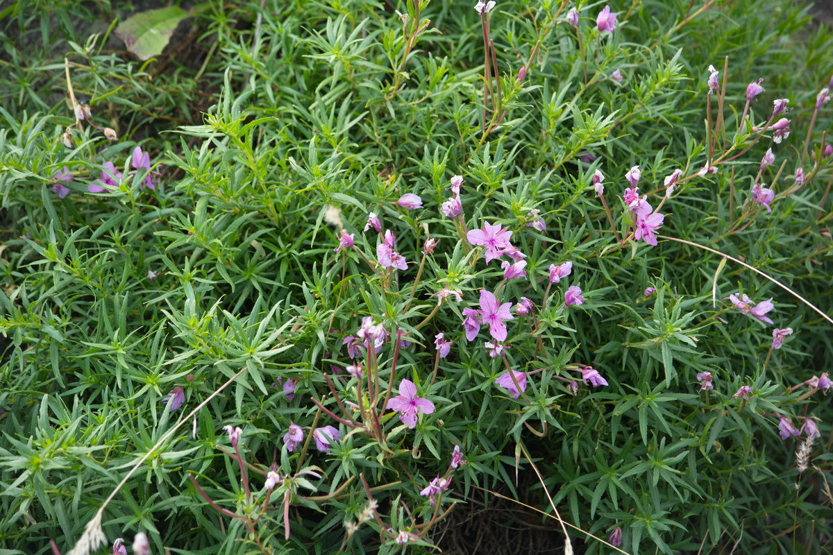 Image of Chamaenerion colchicum specimen.