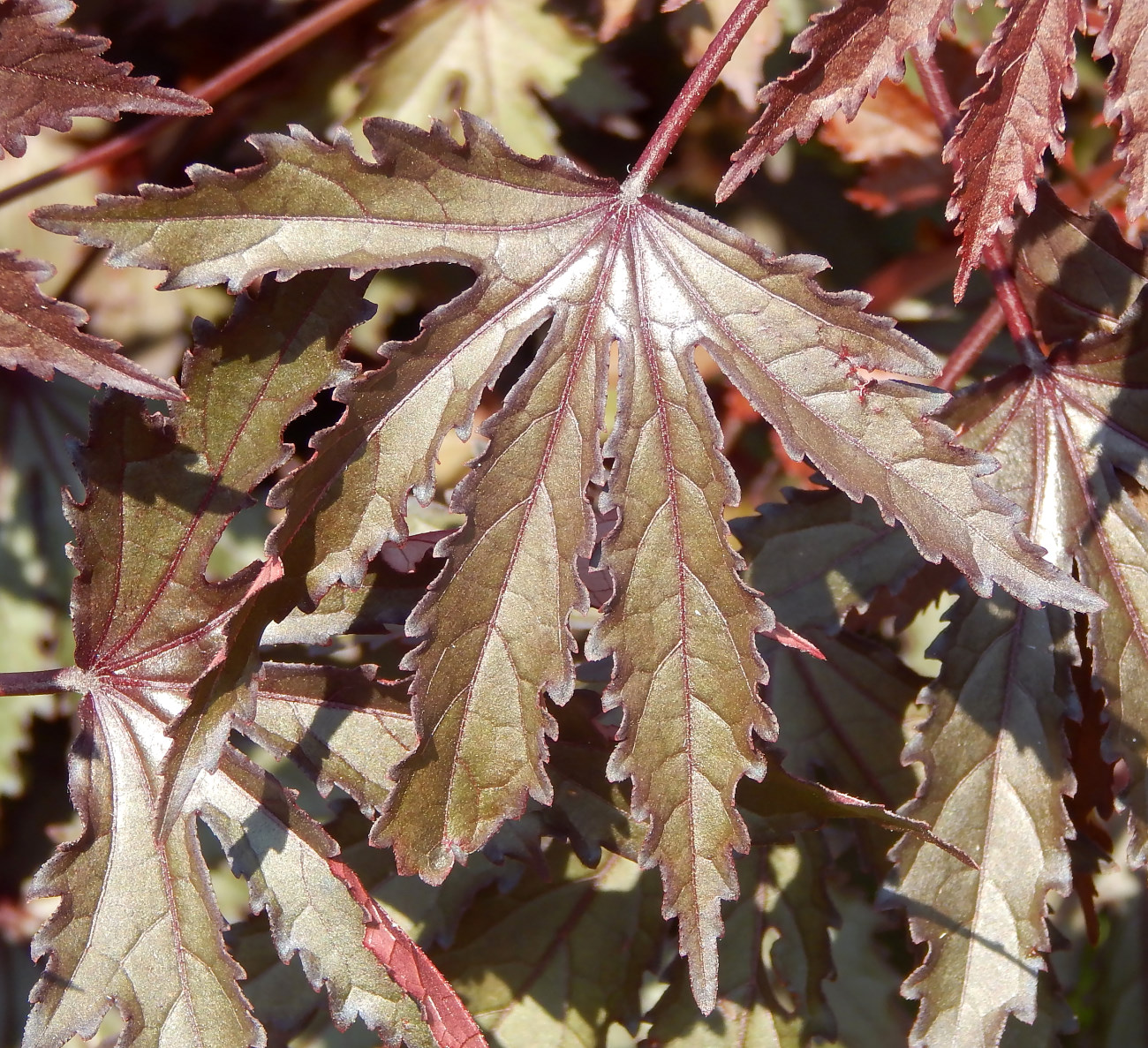 Image of Hibiscus acetosella specimen.