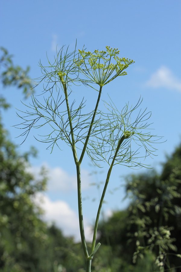 Image of Anethum graveolens specimen.