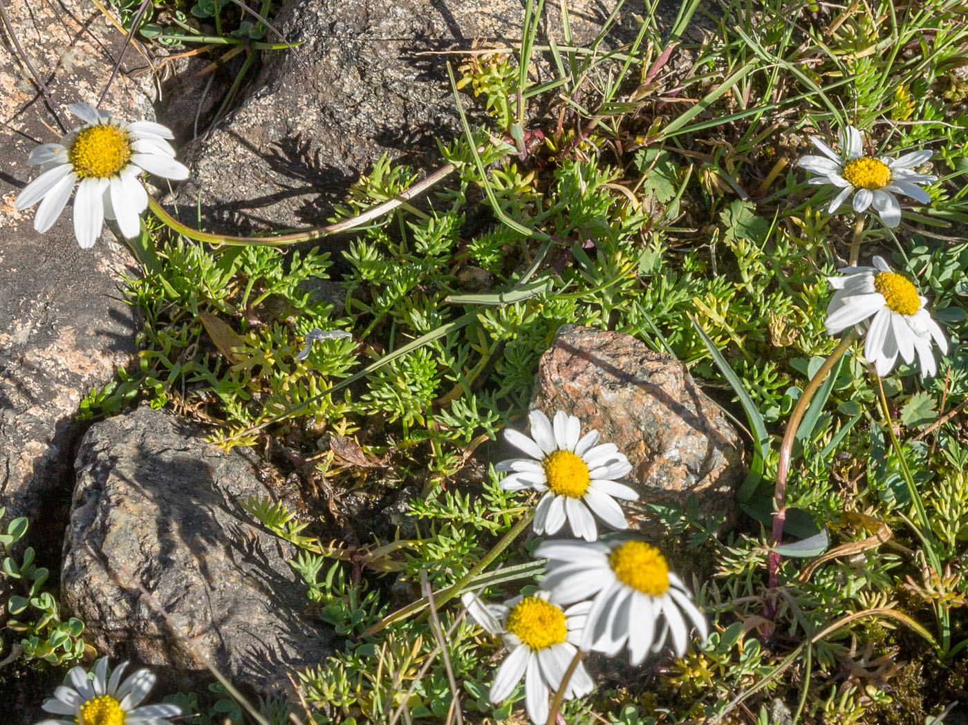 Изображение особи Tripleurospermum caucasicum.