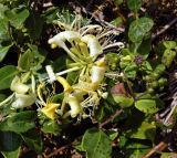 Lonicera periclymenum. Соцветия и соплодия. Испания, Астурия, окр. г. Луанко, берег Бискайского залива. Июль.