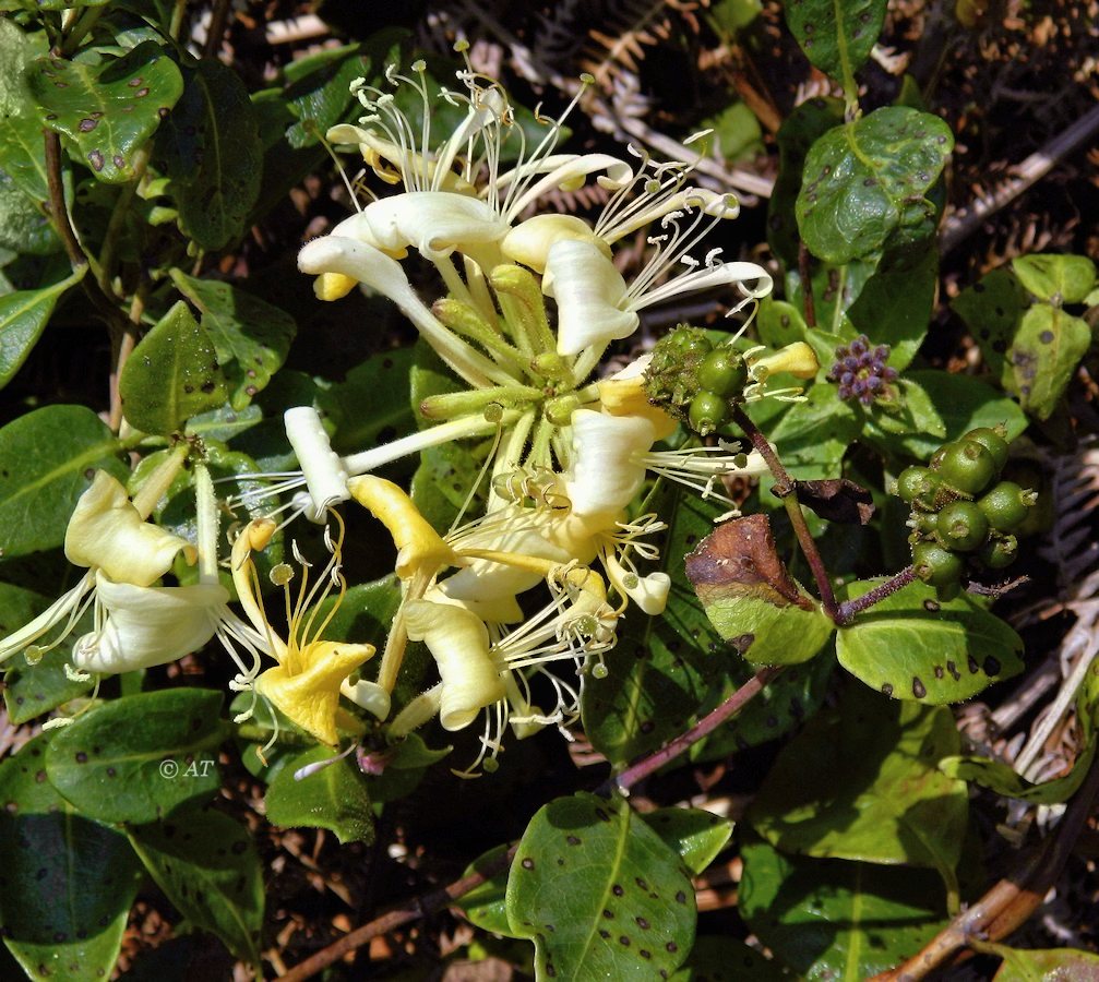 Изображение особи Lonicera periclymenum.