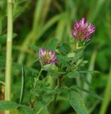 Trifolium medium
