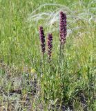 Echium russicum