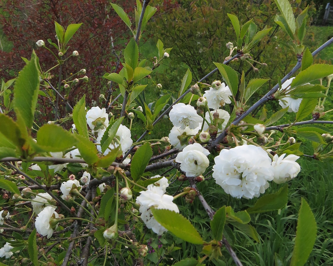 Изображение особи Cerasus vulgaris.