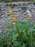 Ligularia sibirica