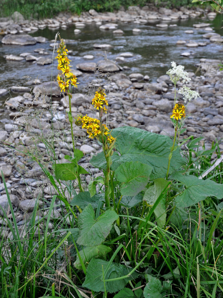 Image of Ligularia sibirica specimen.