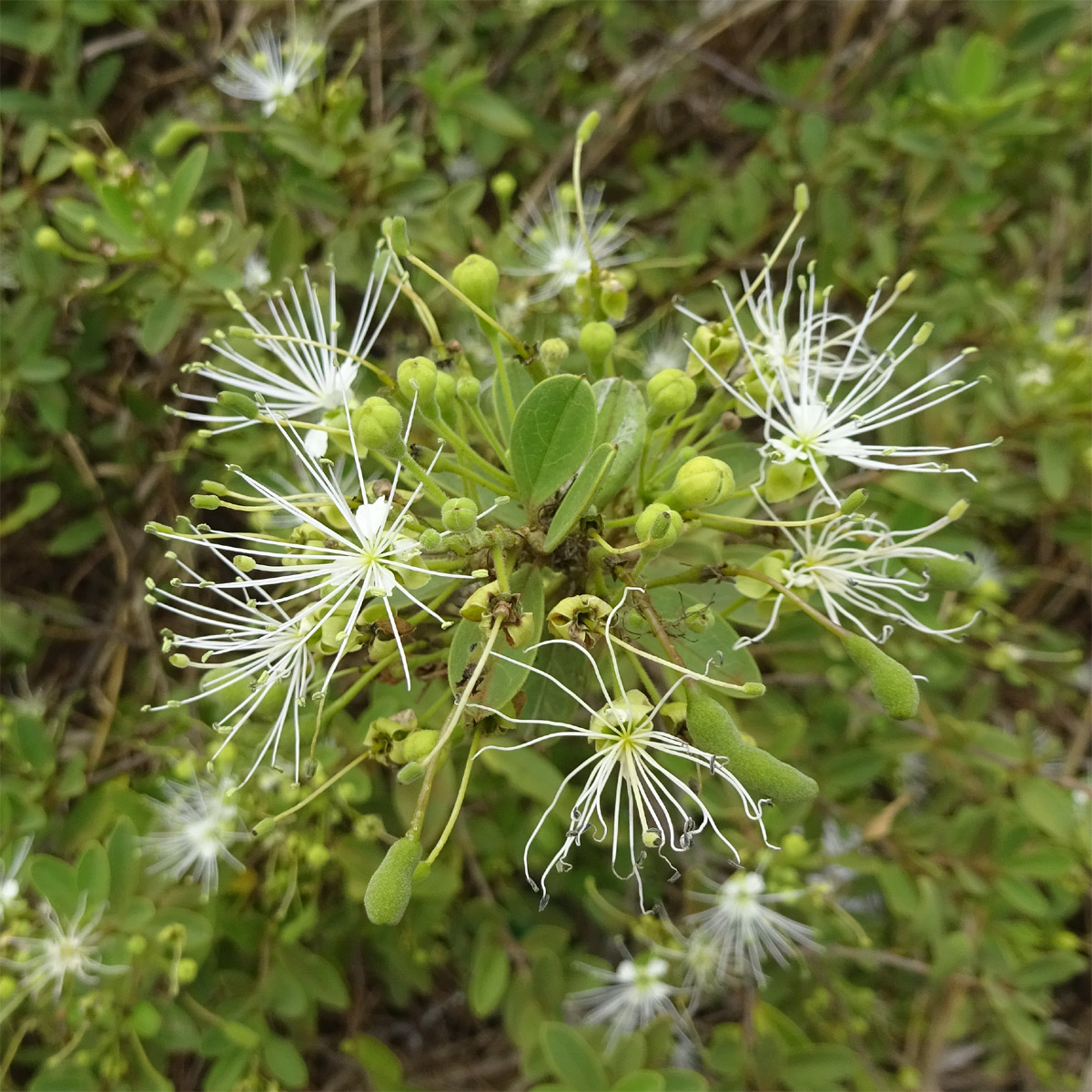 Изображение особи Maerua aethiopica.