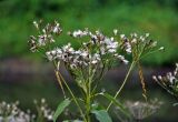 Senecio sarracenicus