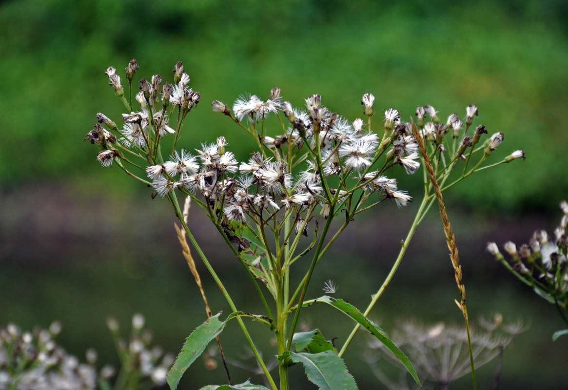 Image of Senecio sarracenicus specimen.