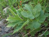 Heracleum freynianum