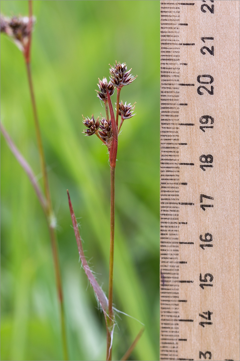 Image of Luzula multiflora specimen.