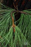 род Pinus. Верхушка обломанной штормом ветки. Краснодарский край, МО город-курорт Сочи, Адлерский р-н, м-н Адлер, морская набережная в окр. устья р. Мзымта. 6 октября 2019 г.