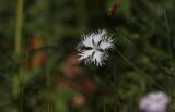 Dianthus hoeltzeri