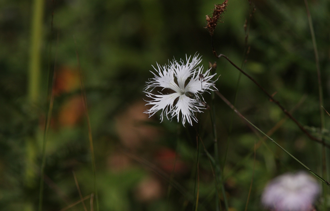 Image of Dianthus hoeltzeri specimen.