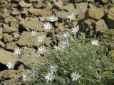 Stellaria fischeriana. Цветущее растение. Красноярский край, Эвенкийский р-н, Государственный природный заповедник \"Тунгусский\", подножие щебнистой осыпи. 25.06.2014.