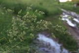 Dactylis glomerata