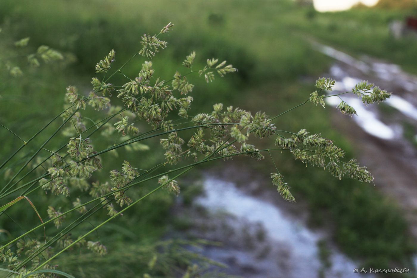 Image of Dactylis glomerata specimen.