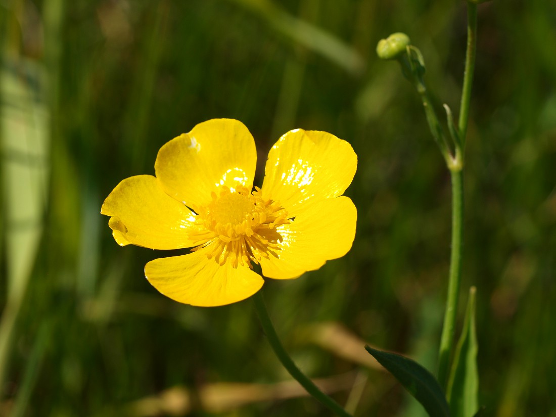 Изображение особи Ranunculus lingua.