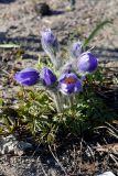 Pulsatilla patens