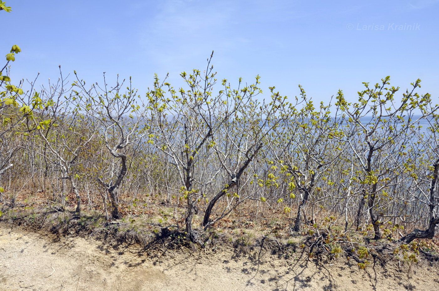 Image of Quercus mongolica specimen.