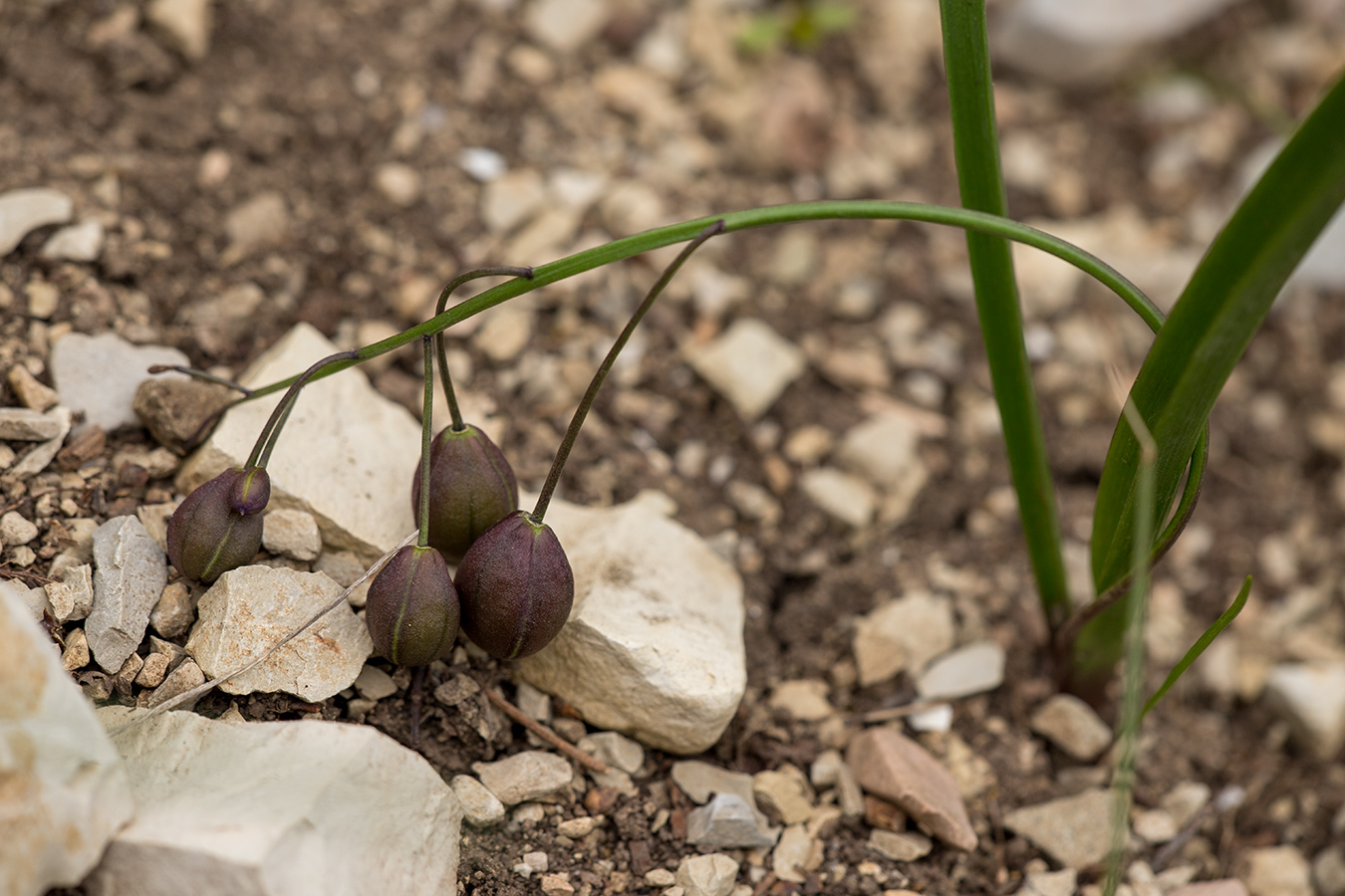 Image of Scilla bifolia specimen.