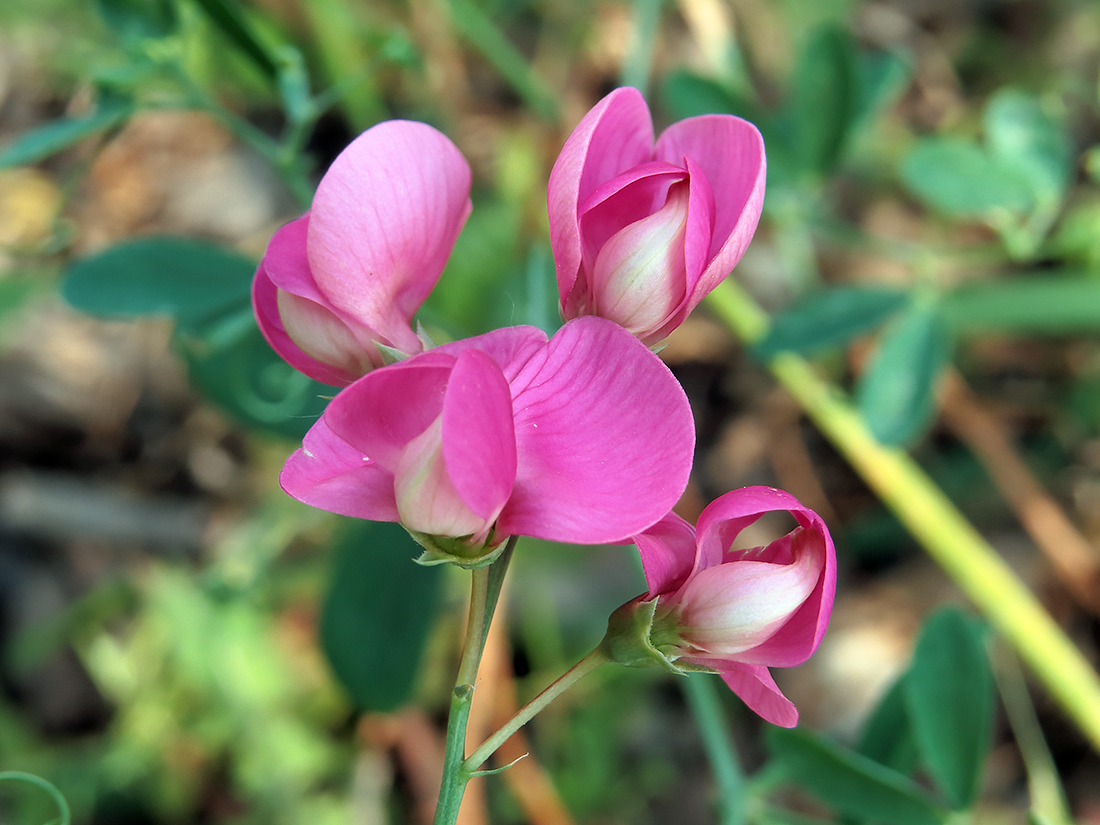 Image of Lathyrus tuberosus specimen.