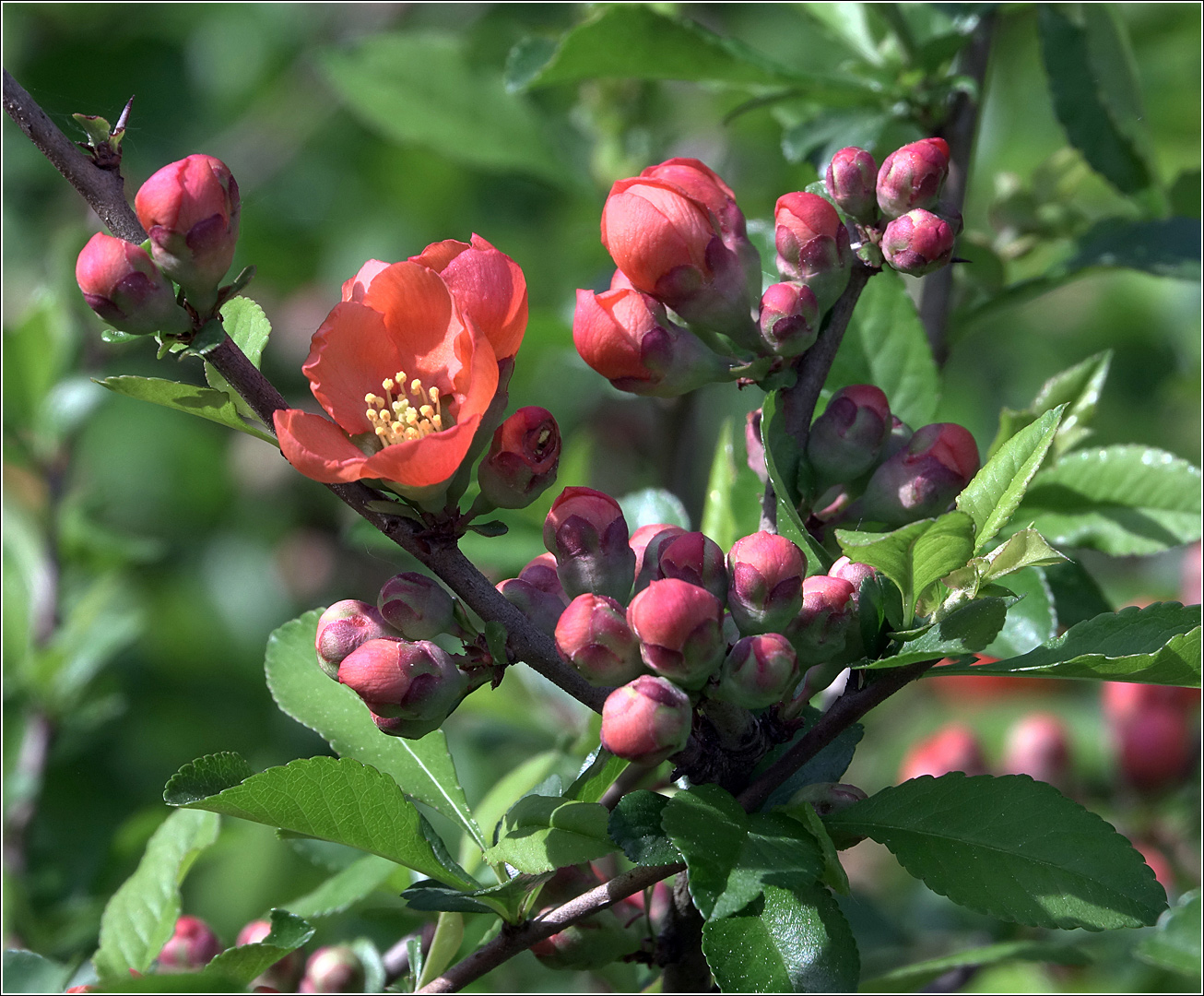 Image of Chaenomeles japonica specimen.