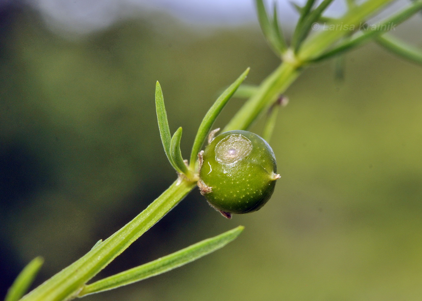 Изображение особи Asparagus schoberioides.