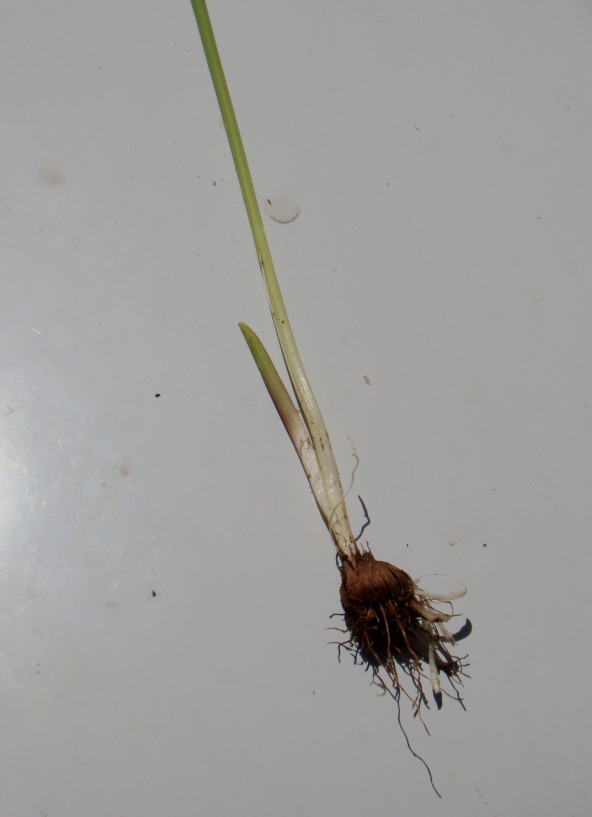 Image of Gladiolus kotschyanus specimen.