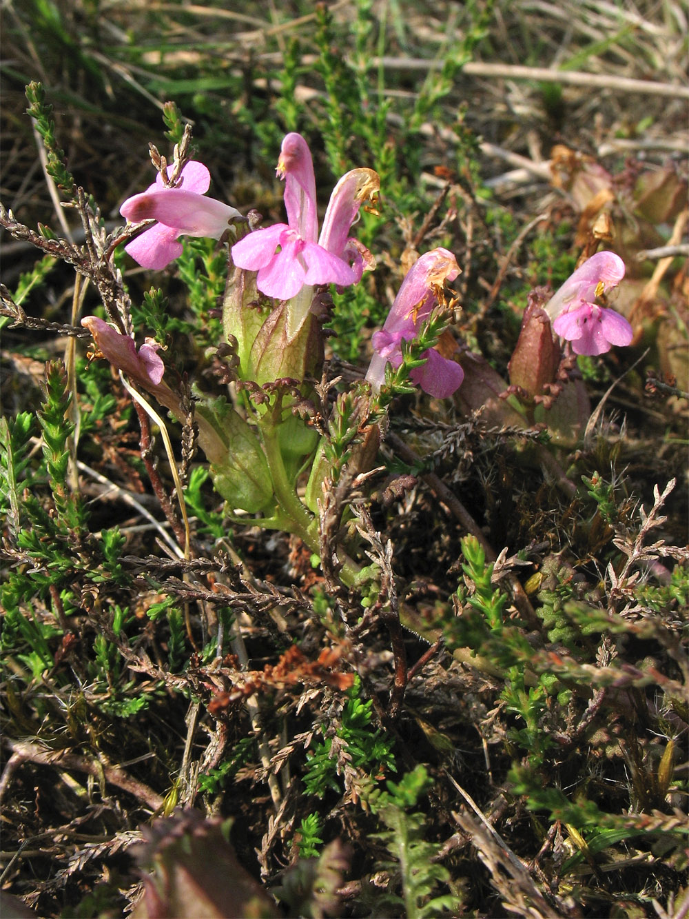 Image of Pedicularis sylvatica specimen.