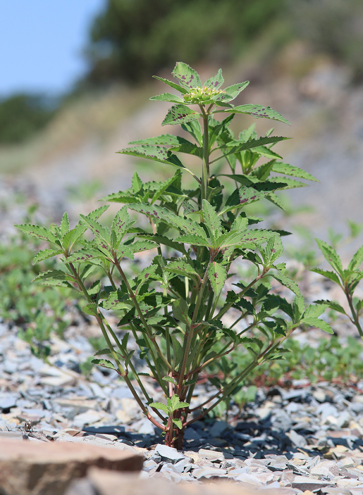 Image of Euphorbia davidii specimen.