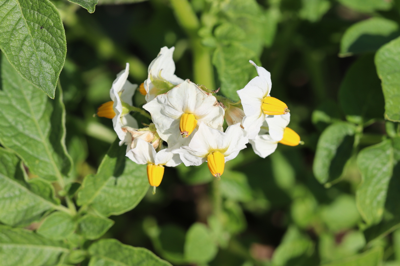 Изображение особи Solanum tuberosum.