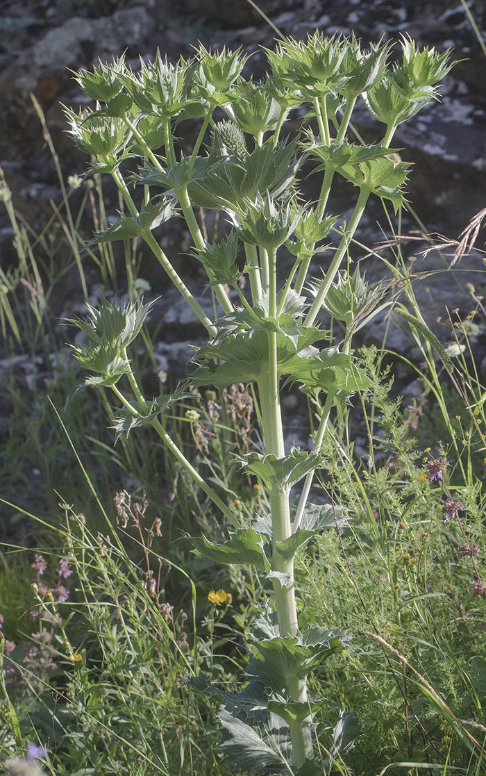 Image of Eryngium giganteum specimen.